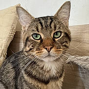 Stuart a rejoint le concours — aidez-le/la à gagner de superbes lots ! cat, tabby, feline, pet, animal, portrait, close_up, whiskers, green_eyes, striped_fur, alert, sitting, indoor, couch, cushion, wood_background, ears, nose, photography, cute