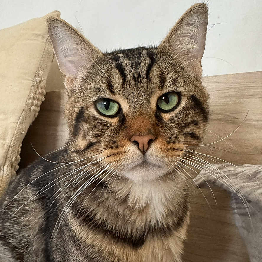 Stuart