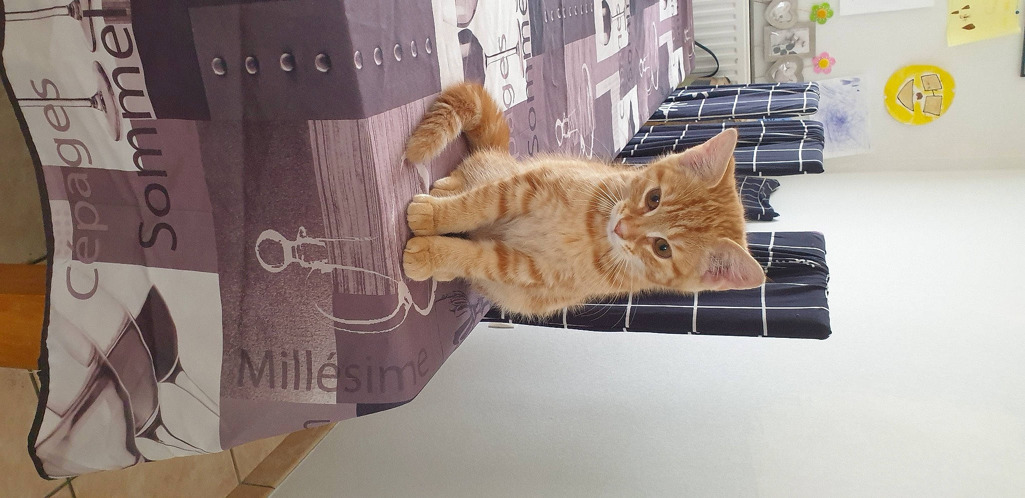 Rouky participe au concours pour gagner de l'argent avec cette photo : art, carnivore, cat, claw, domestic_short_haired_cat, fawn, felidae, font, fur, houseplant, paw, plant, room, small_to_medium_sized_cats, snout, tail, tree, whiskers, window, wood