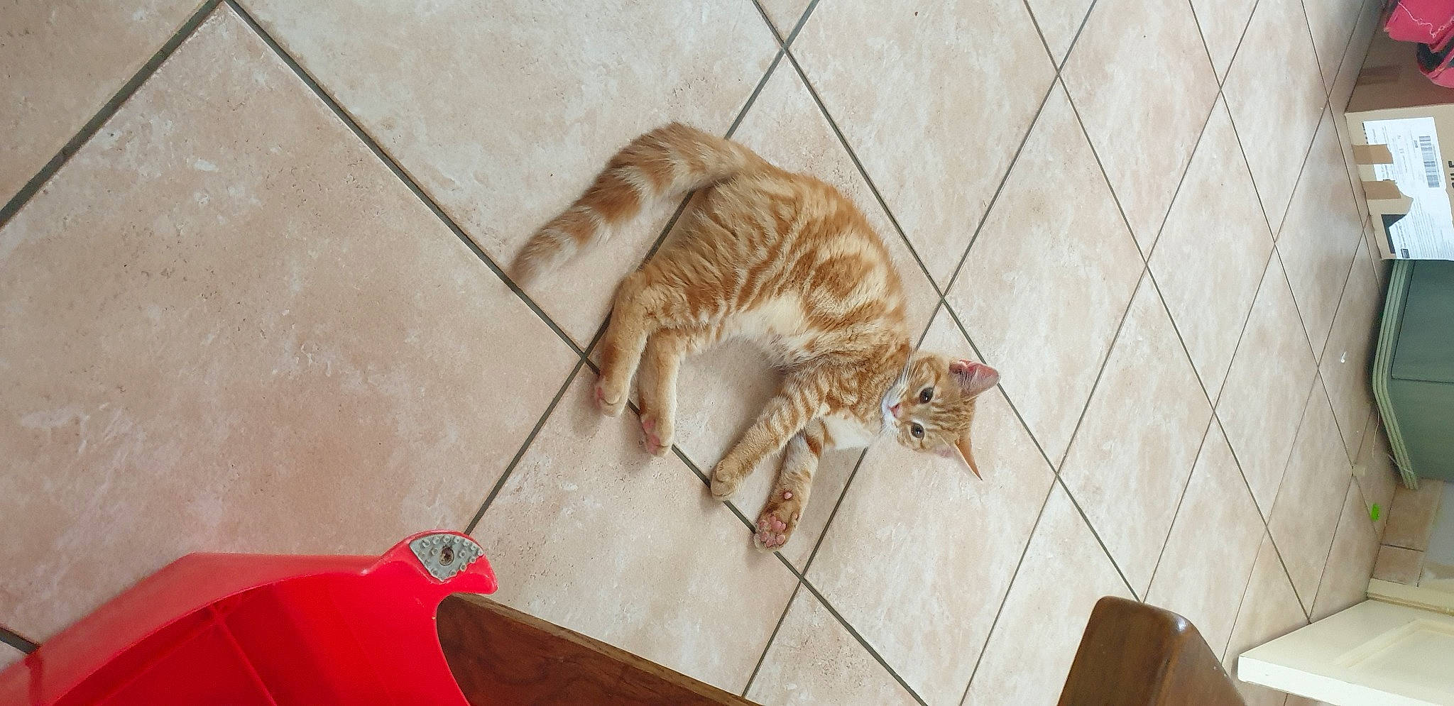 Rouky a rejoint le concours — aidez-le/la à gagner de superbes lots ! big_cats, carnivore, cat, domestic_short_haired_cat, fawn, felidae, floor, flooring, fur, hardwood, line, room, small_to_medium_sized_cats, snout, tail, terrestrial_animal, tiger, whiskers, wood, wood_flooring