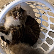 Freckles joined the competition — help win amazing prizes! cat, tabby_cat, laundry_basket, white_basket, floor, tile_floor, curled_up, pet, indoor, looking_up, feline, animal, domestic_cat, basket, resting, cute, fur, whiskers, ears, eyes