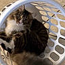 cat, tabby_cat, laundry_basket, white_basket, floor, tile_floor, curled_up, pet, indoor, looking_up, feline, animal, domestic_cat, basket, resting, cute, fur, whiskers, ears, eyes