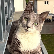 Arya participe au concours pour gagner de l'argent avec cette photo : cat, gray_cat, white_chest, green_eyes, animal, pet, portrait, balcony, ledge, outdoor, urban, houses, architecture, sunlight, daylight, sitting, front_view, whiskers, paws, closeup
