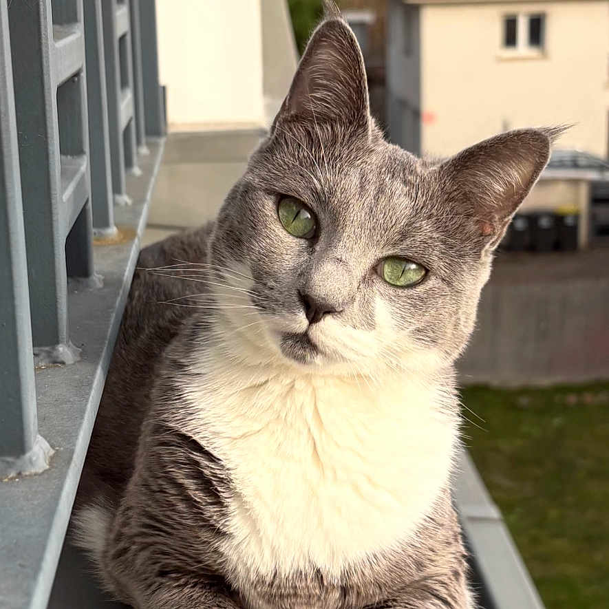 Arya participe au concours pour gagner de l'argent avec cette photo : cat, gray_cat, white_chest, green_eyes, animal, pet, portrait, balcony, ledge, outdoor, urban, houses, architecture, sunlight, daylight, sitting, front_view, whiskers, paws, closeup