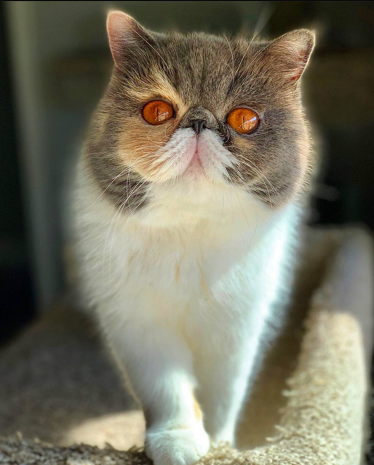 Willow is registered to the contest to win money with this photo: balance, carnivore, cat, domestic_short_haired_cat, fawn, felidae, fur, grass, paw, photo_caption, small_to_medium_sized_cats, snout, tail, terrestrial_animal, whiskers, window