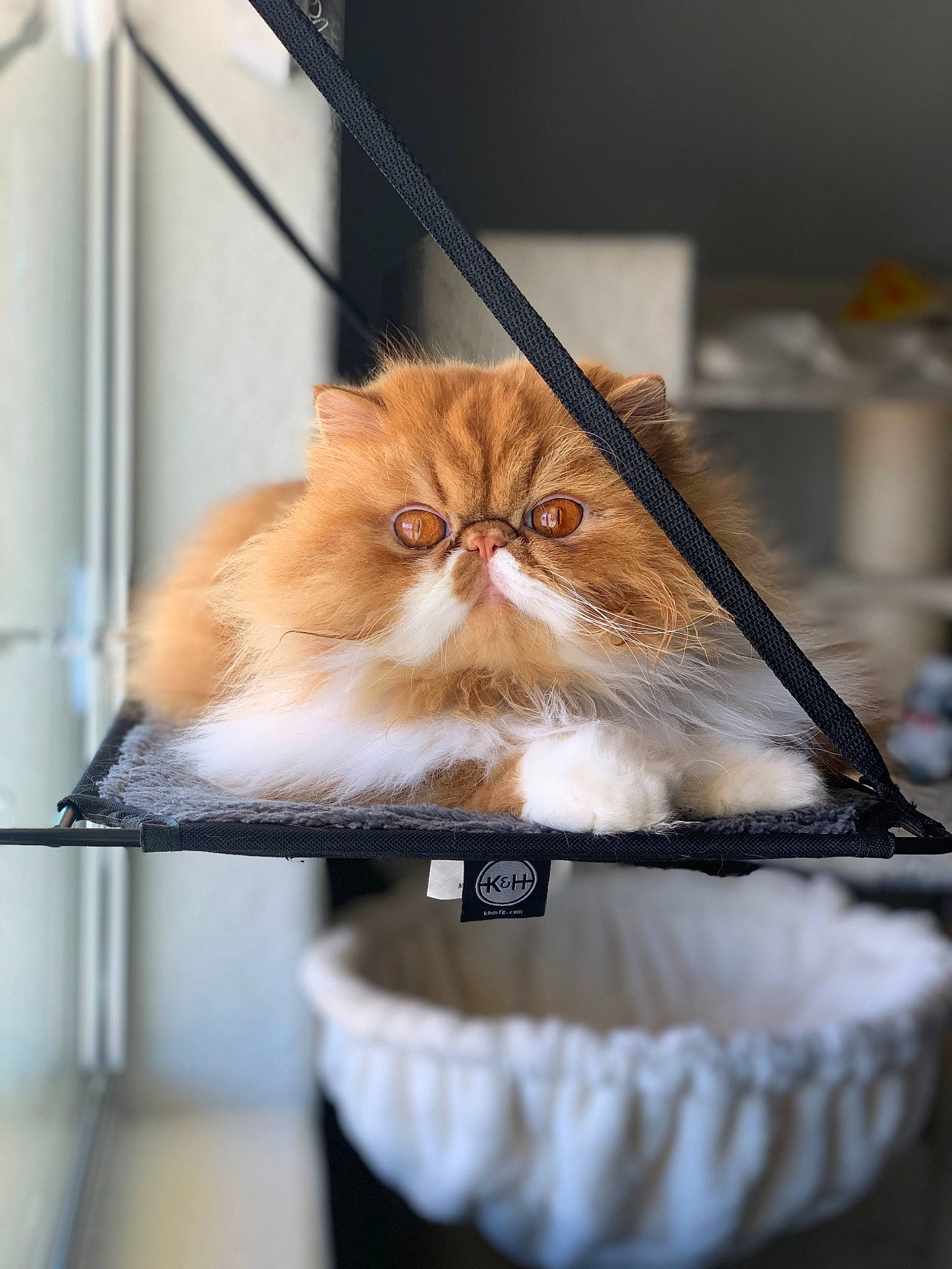 Charlie is registered to the contest to win money with this photo: beard, box, carnivore, cat, domestic_short_haired_cat, drawer, fawn, felidae, fur, glass, mirror, moustache, room, small_to_medium_sized_cats, street_light, whiskers, wood