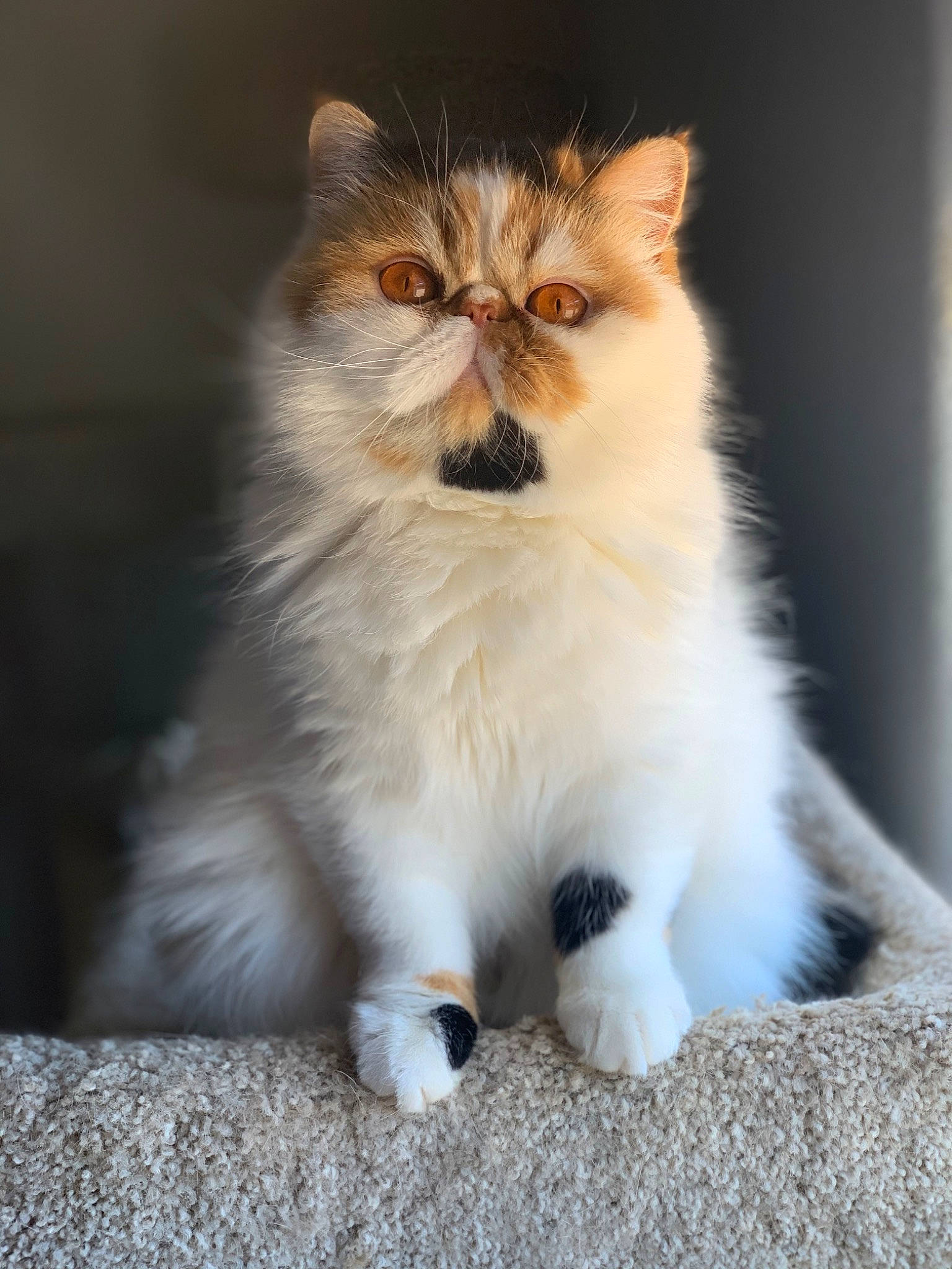 Piper is registered to the contest to win money with this photo: carnivore, cat, fawn, felidae, fur, sitting, small_to_medium_sized_cats, snout, terrestrial_animal, whiskers