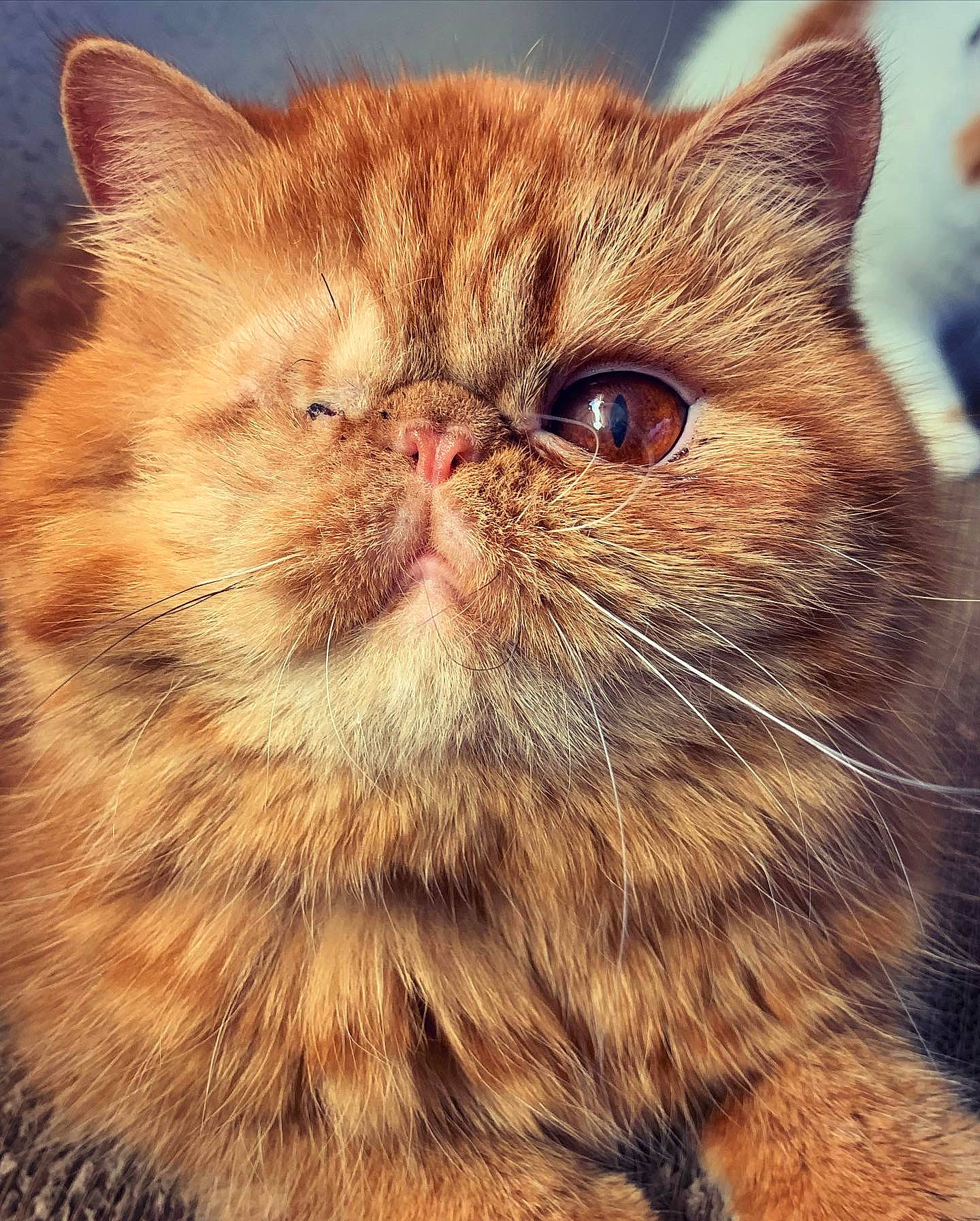 Gigi is registered to the contest to win money with this photo: brown, carnivore, cat, close_up, event, felidae, fur, small_to_medium_sized_cats, snout, terrestrial_animal, whiskers