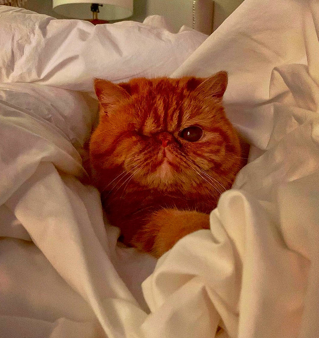 Gigi joined the competition — help win amazing prizes! bed, bed_sheet, bedding, carnivore, cat, comfort, domestic_short_haired_cat, fawn, felidae, fur, linens, orange, peach, room, sleeve, small_to_medium_sized_cats, terrestrial_animal, textile, whiskers, wood