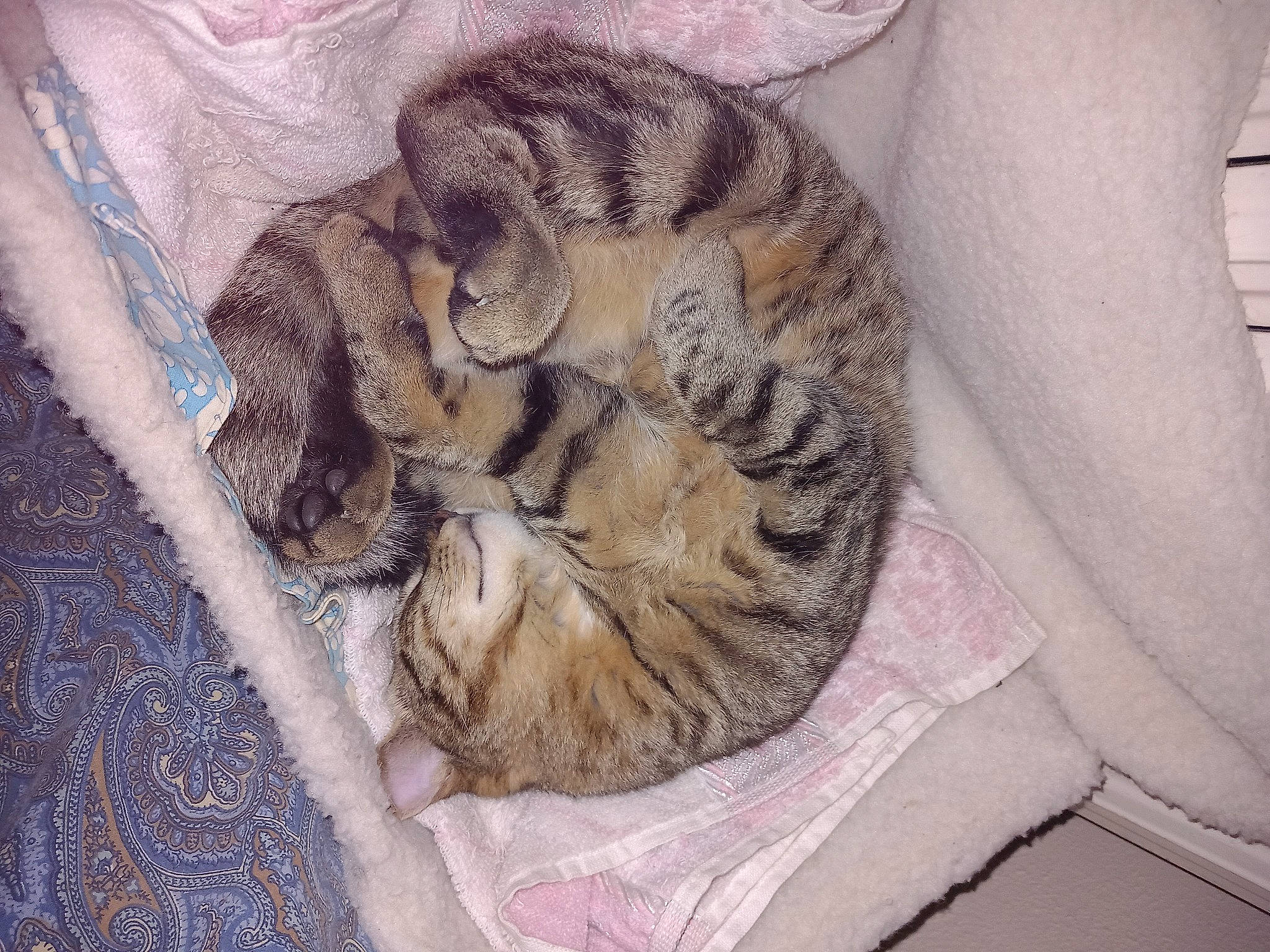 Pacha participe au concours pour gagner de l'argent avec cette photo : big_cats, canidae, carnivore, cat, cat_bed, claw, comfort, domestic_short_haired_cat, felidae, fur, grey, linens, nap, pattern, paw, small_to_medium_sized_cats, tail, terrestrial_animal, textile, whiskers