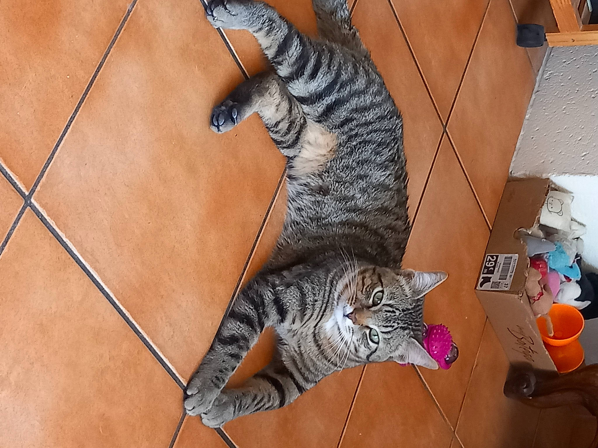 Pacha a rejoint le concours — aidez-le/la à gagner de superbes lots ! carnivore, cat, comfort, domestic_short_haired_cat, door, felidae, floor, flooring, fur, hardwood, lamp, pattern, paw, small_to_medium_sized_cats, snout, tail, terrestrial_animal, whiskers, window, wood