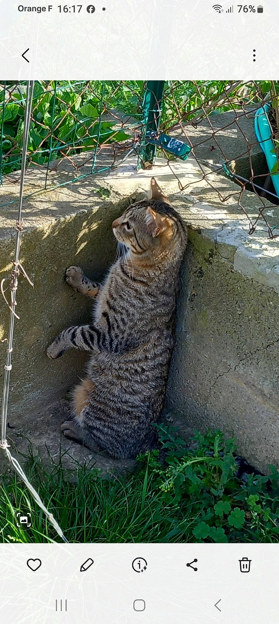 Pacha participe au concours pour gagner de l'argent avec cette photo : big_cats, carnivore, cat, claw, domestic_short_haired_cat, eye, fawn, felidae, fur, grass, green, groundcover, plant, small_to_medium_sized_cats, snout, tail, terrestrial_animal, tree, trunk, whiskers