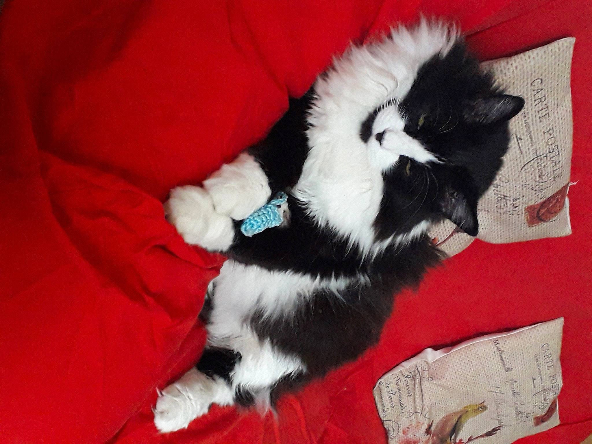 Demon a rejoint le concours — aidez-le/la à gagner de superbes lots ! canidae, carmine, carnivore, cat, claw, comfort, companion_dog, dog_breed, felidae, foot, fur, lap, non_sporting_group, paw, small_to_medium_sized_cats, sporting_group, tail, whiskers