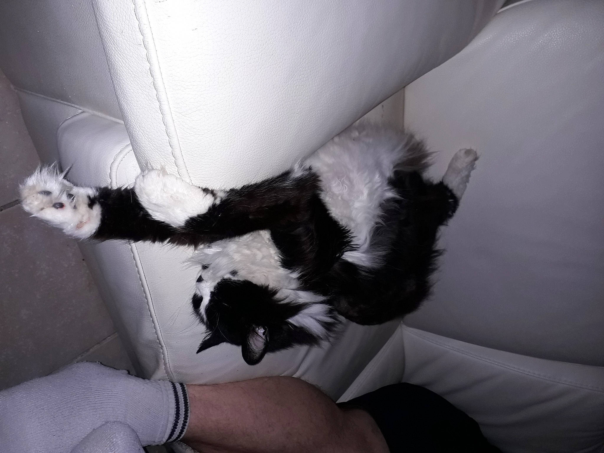 Demon participe au concours pour gagner de l'argent avec cette photo : carnivore, cat, chair, comfort, companion_dog, couch, dog_breed, dress, felidae, foot, fur, gesture, glove, human_leg, lap, small_to_medium_sized_cats, tail, thigh, whiskers, white