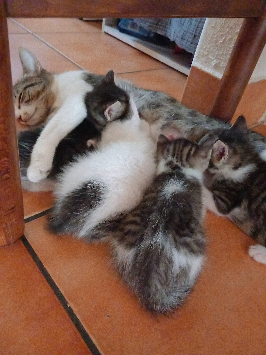 Caline participe au concours pour gagner de l'argent avec cette photo : carnivore, cat, claw, comfort, domestic_short_haired_cat, felidae, flooring, fur, hardwood, lap, paw, small_to_medium_sized_cats, tail, terrestrial_animal, whiskers, wood, wood_flooring