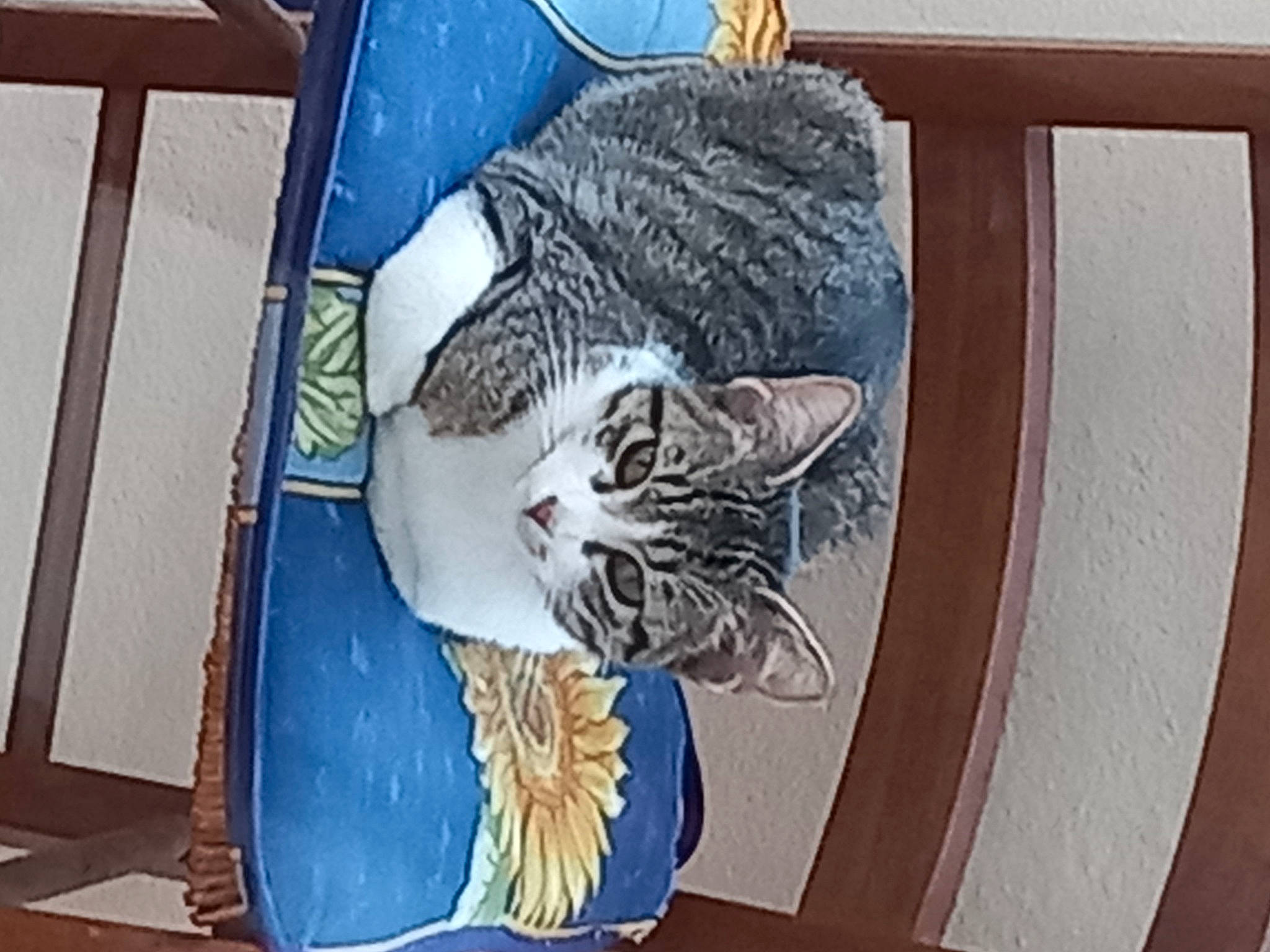 Caline a rejoint le concours — aidez-le/la à gagner de superbes lots ! art, carnivore, cat, cat_bed, cat_supply, circle, comfort, domestic_short_haired_cat, door, felidae, flooring, fur, hardwood, linens, pattern, room, small_to_medium_sized_cats, tail, whiskers, wood