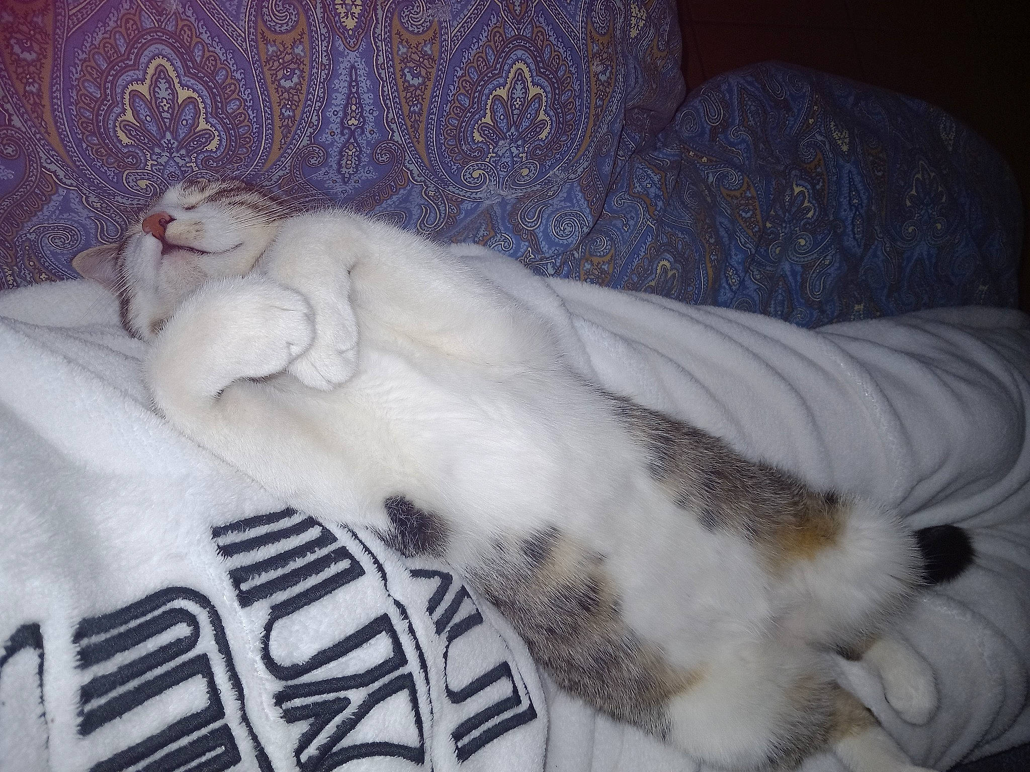 Caline a rejoint le concours — aidez-le/la à gagner de superbes lots ! canidae, carnivore, cat, claw, comfort, companion_dog, couch, dog_breed, domestic_short_haired_cat, fawn, felidae, fur, grey, linens, paw, small_to_medium_sized_cats, snout, sporting_group, tail, whiskers