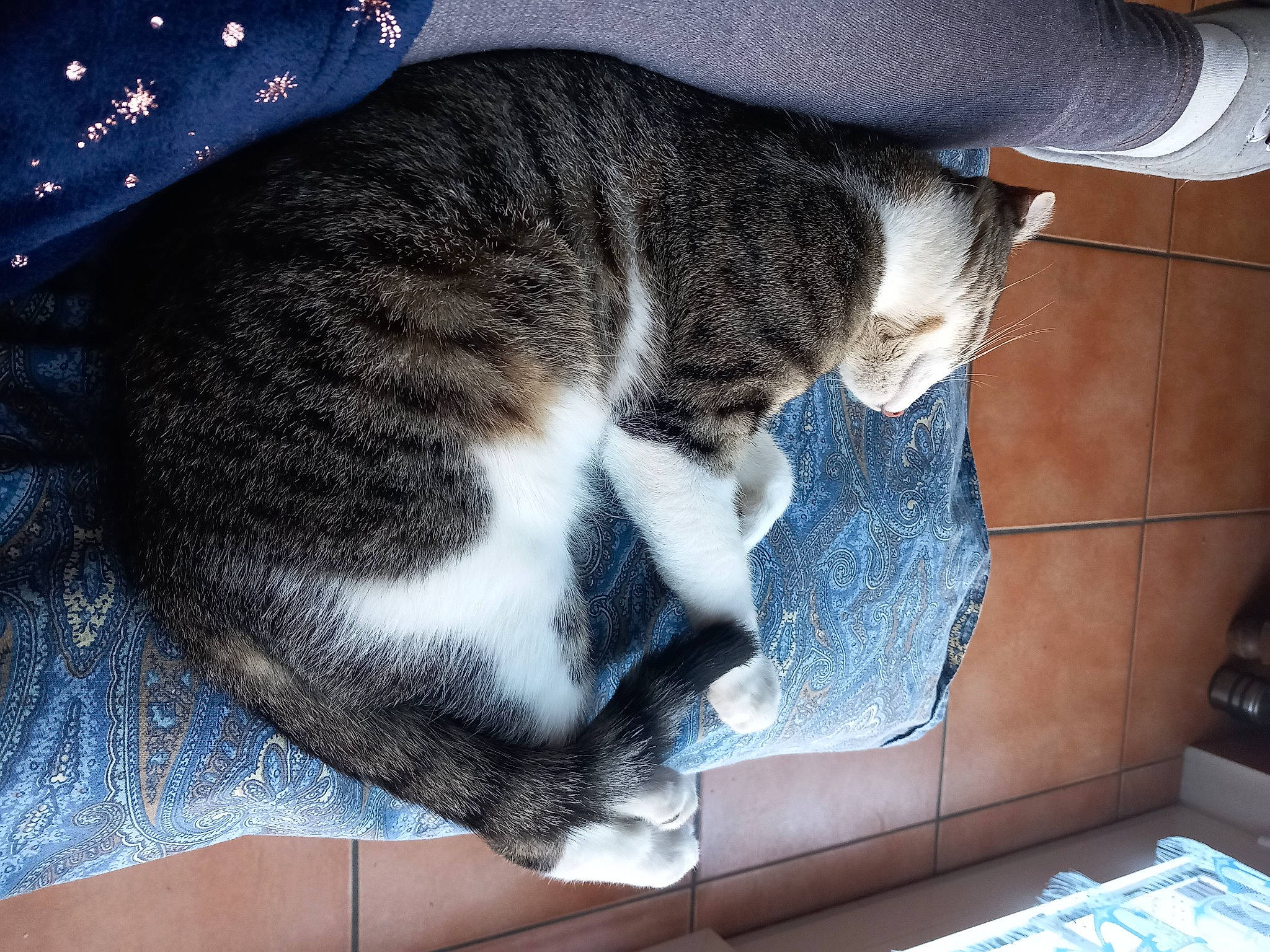 Caline a rejoint le concours — aidez-le/la à gagner de superbes lots ! carnivore, cat, claw, comfort, domestic_short_haired_cat, felidae, flooring, fur, human_leg, lap, nap, pattern, paw, sleep, small_to_medium_sized_cats, snout, tail, whiskers