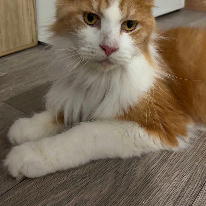 Michelle Libert participe au concours pour gagner de l'argent avec cette photo : animal, cat, closeup, cute, domestic_cat, ears, feline, flooring, fluffy_fur, household, indoor, lying_down, orange_cat, pet, quiet, relaxed, whiskers, white_cat, wood_floor, yellow_eyes