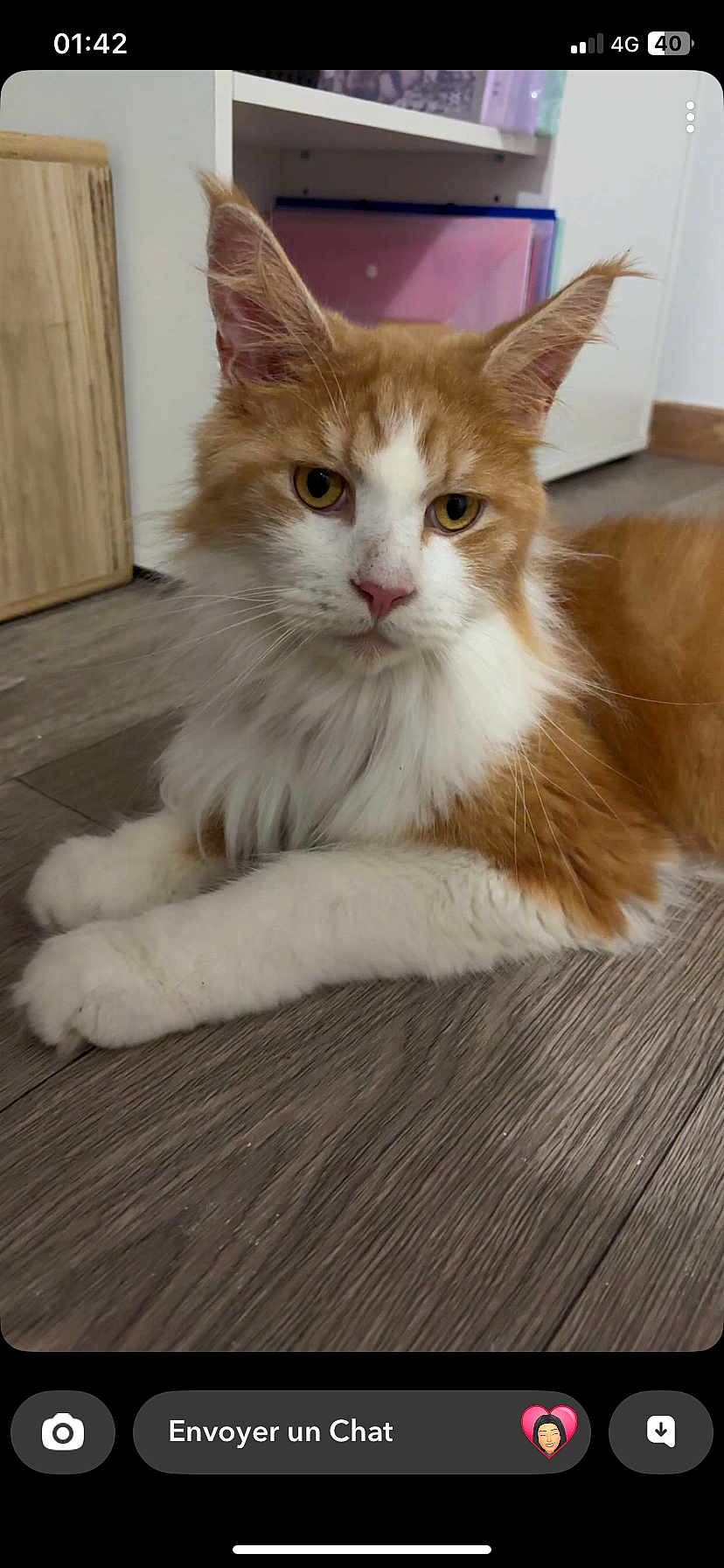 Michelle Libert participe au concours pour gagner de l'argent avec cette photo : cat, orange_cat, white_cat, fluffy_fur, indoor, flooring, wood_floor, pet, animal, feline, relaxed, lying_down, ears, whiskers, yellow_eyes, closeup, domestic_cat, cute, household, quiet
