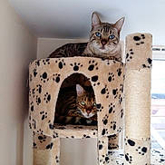 Benji Amp Leo joined the competition — help win amazing prizes!