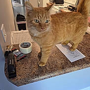 Ginger is registered to the contest to win money with this photo: cat, orange_tabby, kitchen, countertop, stapler, duct_tape, paper, domestic_animal, pet, indoor, curious, feline, whiskers, ears, tail, fur, household, appliances, refrigerator, stove