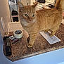cat, orange_tabby, kitchen, countertop, stapler, duct_tape, paper, domestic_animal, pet, indoor, curious, feline, whiskers, ears, tail, fur, household, appliances, refrigerator, stove