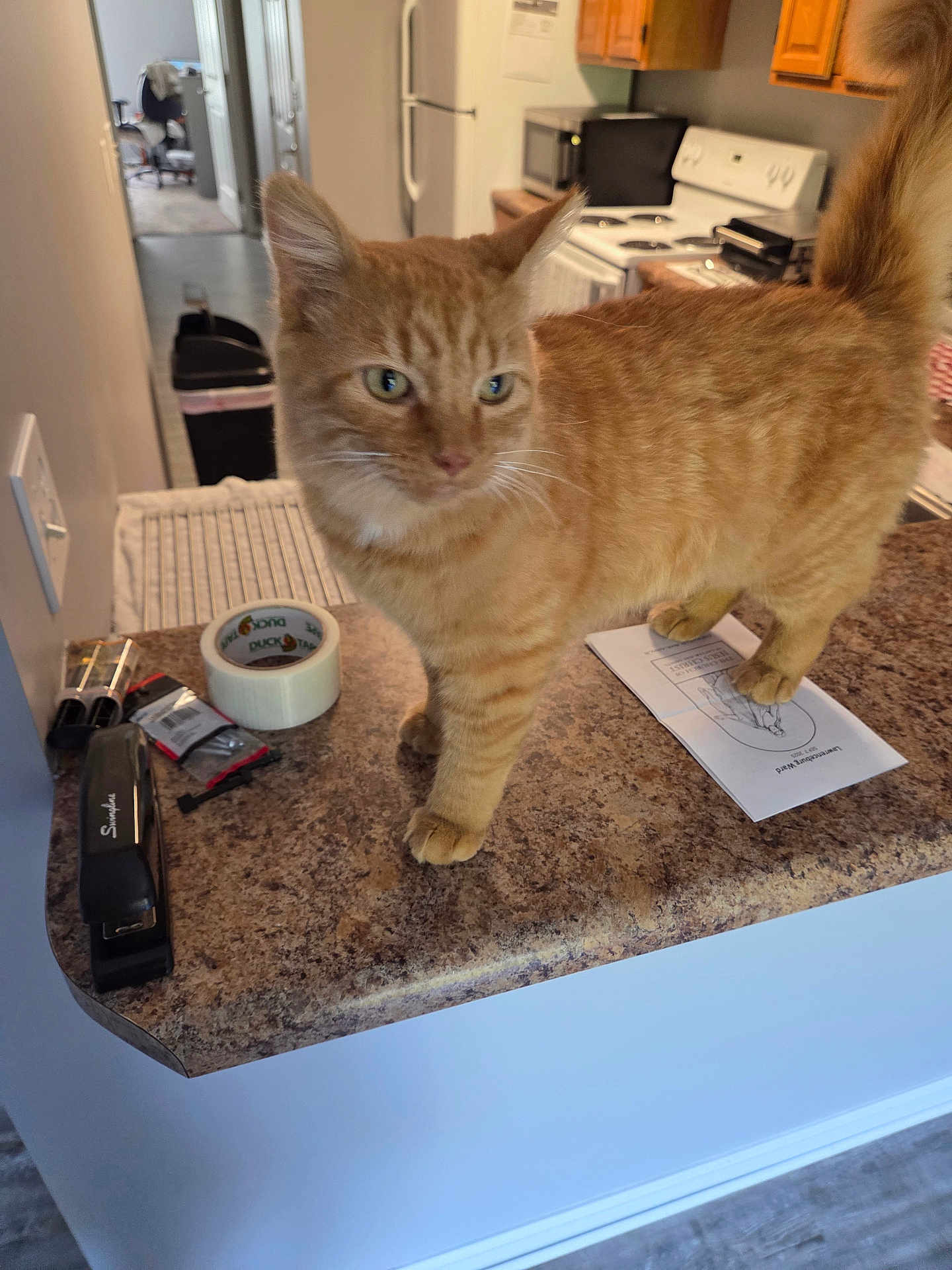 Ginger is registered to the contest to win money with this photo: cat, orange_tabby, kitchen, countertop, stapler, duct_tape, paper, domestic_animal, pet, indoor, curious, feline, whiskers, ears, tail, fur, household, appliances, refrigerator, stove