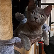 Whisper joined the competition — help win amazing prizes! cat, gray_cat, pet, indoor, scratching_post, plush_hammock, curious, feline, animal, cozy, home, relaxed, closeup, whiskers, ears, paws, fur, looking_up, sitting, cute