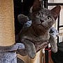 cat, gray_cat, pet, indoor, scratching_post, plush_hammock, curious, feline, animal, cozy, home, relaxed, closeup, whiskers, ears, paws, fur, looking_up, sitting, cute