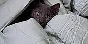 Whisper is registered to the contest to win money with this photo: cat, gray_cat, blanket, bed, cozy, indoor, peeking, curious, fur, eyes, pet, animal, resting, soft, comfort, texture, warm, cute, snuggled, home