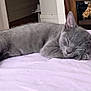 Whisper joined the competition — help win amazing prizes! cat, kitten, sleeping, gray_cat, pet, indoor, bed, blanket, furniture, plush_toys, cabinet, resting, cute, animal, cozy, soft, fur, whiskers, peaceful, relaxing