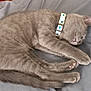 Whisper joined the competition — help win amazing prizes! cat, sleeping, gray_cat, collar, pet, feline, cute, cozy, blanket, resting, fur, whiskers, animal, domestic_cat, indoor, peaceful, cute_pet, closeup, nap, soft