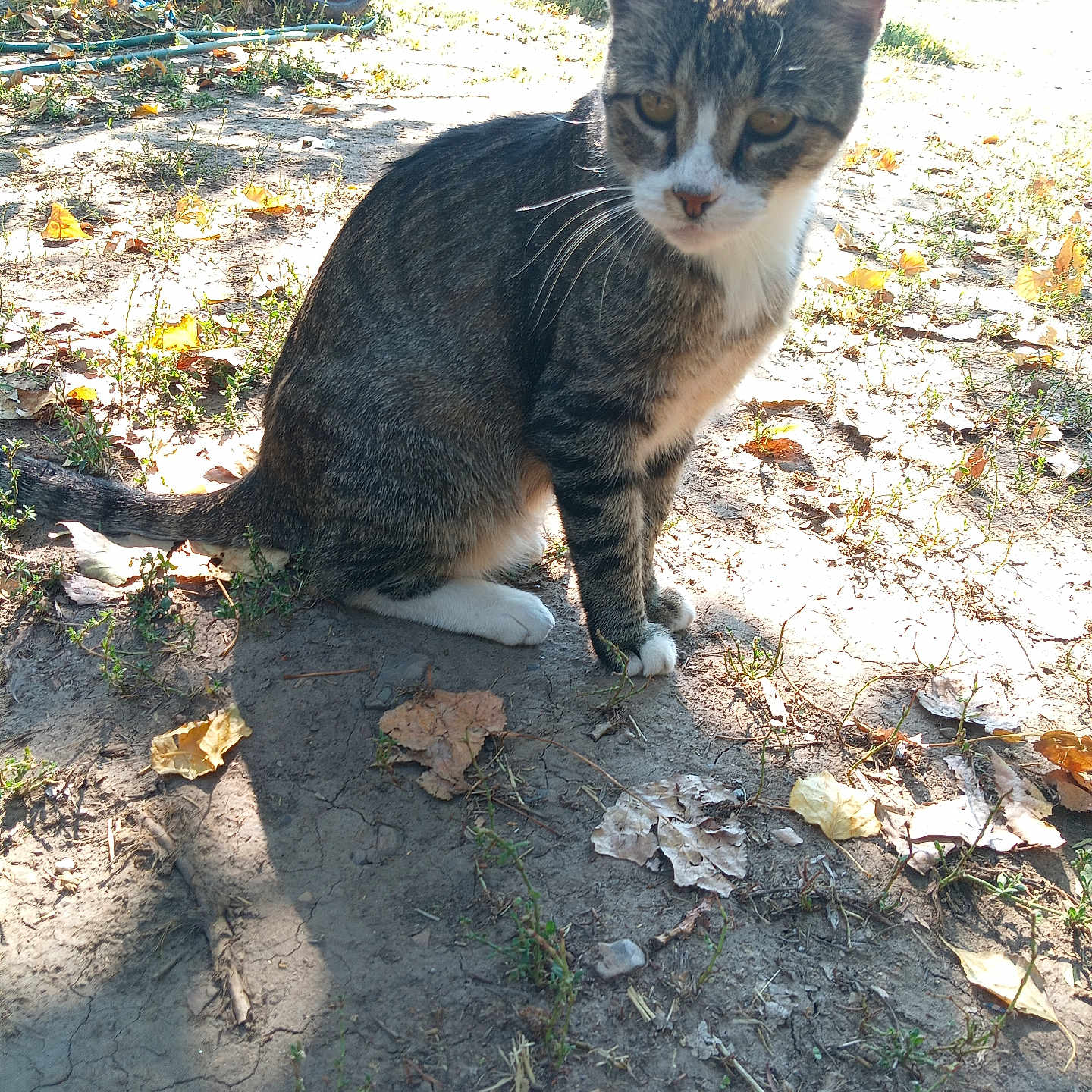 Shaffer joined the competition — help win amazing prizes! animal, autumn_leaves, car, cat, closeup, curious, daylight, dry_ground, fur, ground, mammal, nature, outdoor, pet, shadow, sitting, sunlight, tabby_cat, tires, whiskers