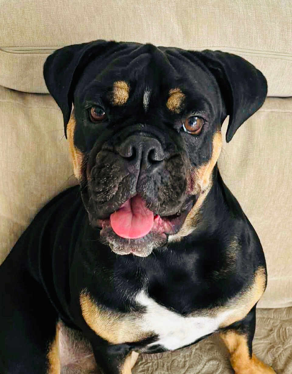 Fallone a rejoint le concours — aidez-le/la à gagner de superbes lots ! dog, pet, canine, black_coat, tan_markings, tongue_out, sitting, couch, indoor, close_up, cute, friendly, happy, animal, mammal, companion, portrait, domestic, furniture, face