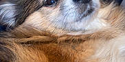 Bolt joined the competition — help win amazing prizes! animal, blanket, brown, canine, closeup, companion, cozy, cute, dog, face, fluffy, fur, indoors, laying, pet, portrait, relaxed, snout, soft, white