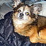 Bolt is registered to the contest to win money with this photo: animal, bedroom, blanket, closeup, comfort, cozy, cute, dog, ears, fabric, flash, fluffy, fur, indoor, jacket, lying_down, pet, reflection, resting, small_dog