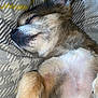 Bolt is registered to the contest to win money with this photo: animal, blanket, close_up, comfort, cozy, cute, dog, domestic_animal, ears, fur, fur_pattern, indoor, mammal, paw, pet, relaxed, resting, sleeping, snout, soft