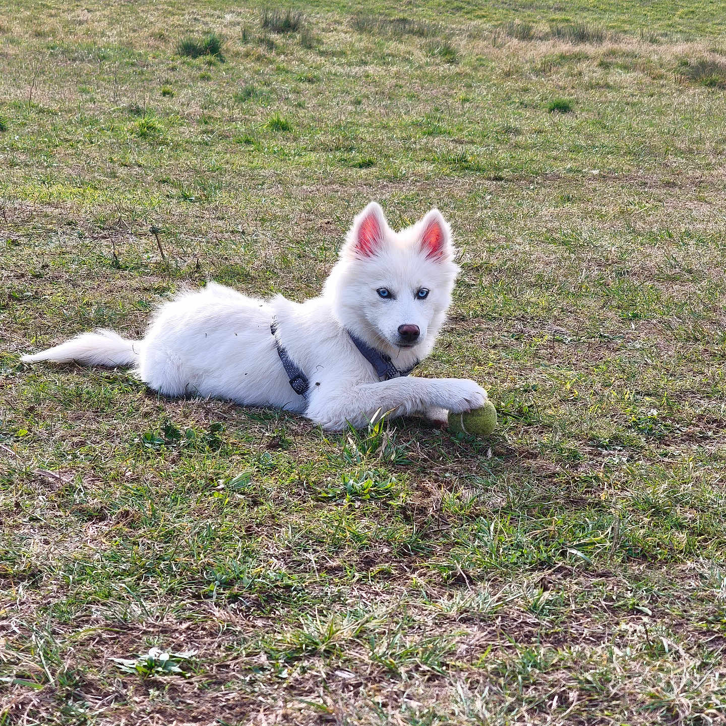 Pounky participe au concours pour gagner de l'argent avec cette photo : animal, blue_eyes, canine, collar, daylight, dog, ears, field, fur, grass, lying_down, nature, outdoor, pet, playful, puppy, resting, tennis_ball, white_dog, young_dog