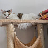 Ruby participe au concours pour gagner de l'argent avec cette photo : cat, feline, pet, fluffy, white, brown, cat_tree, hammock, blanket, indoor, relaxed, looking, fur, animal, cute, resting, home, eyes, ears, whiskers