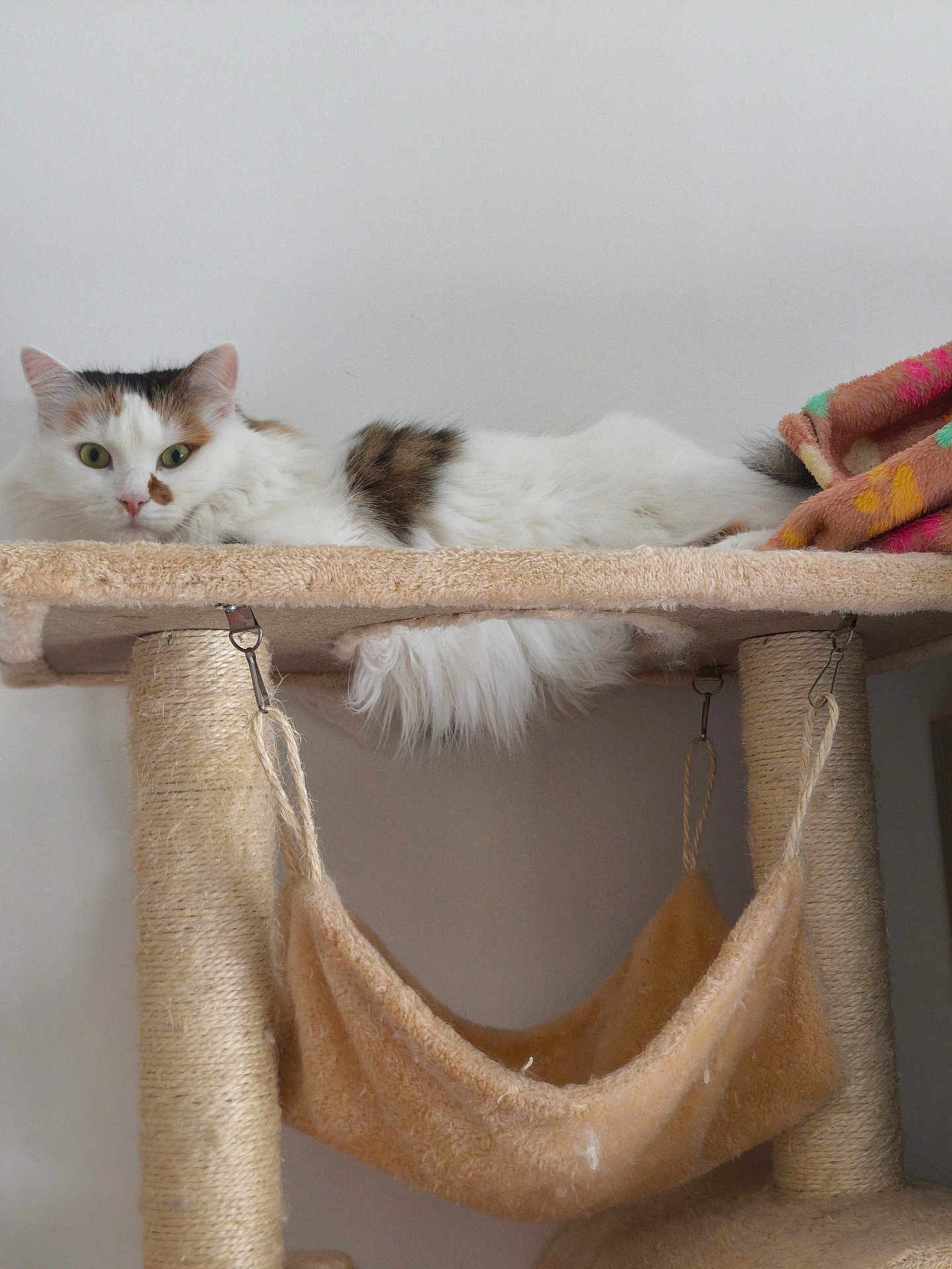 Ruby participe au concours pour gagner de l'argent avec cette photo : cat, feline, pet, fluffy, white, brown, cat_tree, hammock, blanket, indoor, relaxed, looking, fur, animal, cute, resting, home, eyes, ears, whiskers