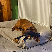 Pablo a rejoint le concours — aidez-le/la à gagner de superbes lots ! dog, indoor, dog_bed, plush_toy, brown_dog, floor_tile, radiator, wooden_barrel, remote_control, relaxed, pet, cozy, toy, living_room, resting, canine, home, comfort, paw, animal