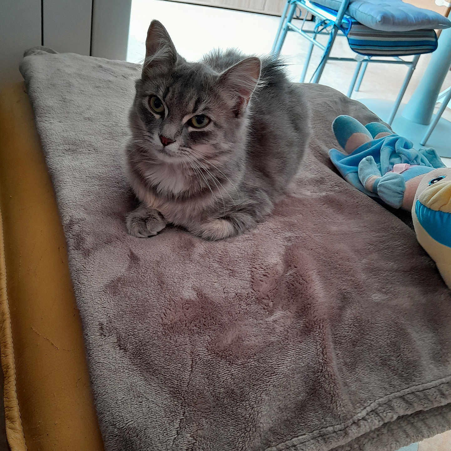 Princesse a rejoint le concours — aidez-le/la à gagner de superbes lots ! abyssinian, animal, bed, blanket, cat, chair, clothing, couch, cushion, footwear, furniture, hardwood, homedecor, kitten, linen, manx, pet, shoe, towel, wood