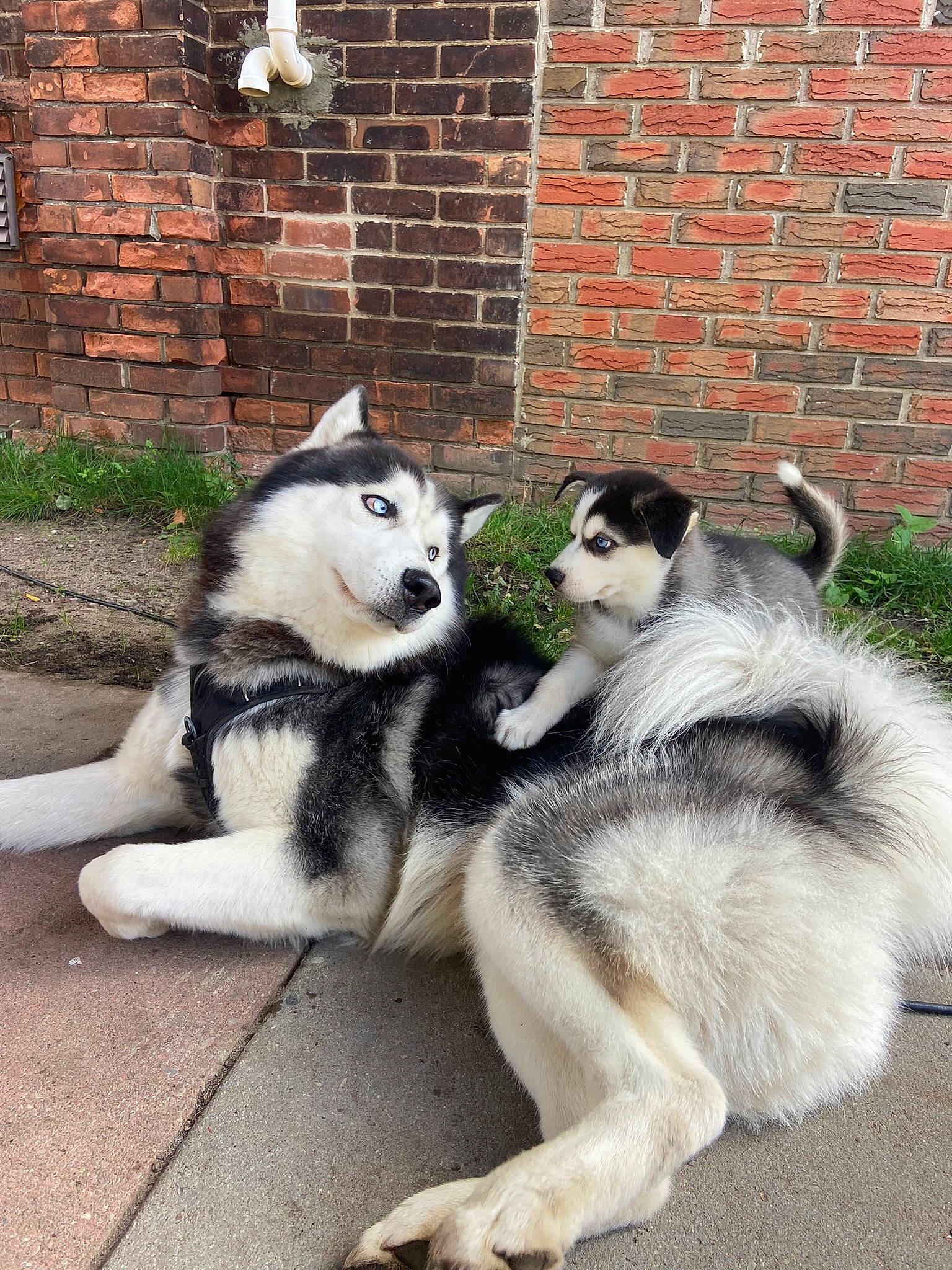 Wolfie is registered to the contest to win money with this photo: brick, brickwork, canidae, carnivore, companion_dog, dog, dog_breed, fur, non_sporting_group, plant, recreation, siberian_husky, sled_dog, snout, sporting_group, tail, terrestrial_animal, wildlife, working_dog, zoo