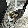 cat, tabby_cat, green_eyes, whiskers, carpet, indoor, feline, pet, curious, looking_up, white_paws, striped_fur, floor, door, furniture_leg, domestic_animal, animal, cute, household, standing