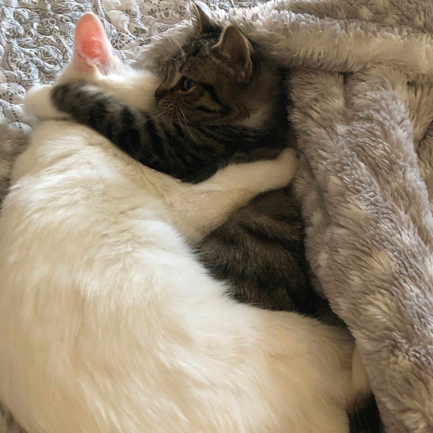 Spec And Mallow is registered to the contest to win money with this photo: animal, bed, blanket, cat, closeup, comfort, cozy, cute, domestic, friendship, fur, indoor, patterned_bedspread, pets, resting, sleeping, snuggling, soft, tabby_cat, white_cat