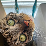 Spec And Mallow joined the competition — help win amazing prizes! cat, close_up, tabby, green_eyes, whiskers, pink_nose, fur, indoor, window, blurred_background, curious, animal, pet, face, portrait, soft_light, detail, upside_down, domestic_cat, feline