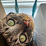 cat, close_up, tabby, green_eyes, whiskers, pink_nose, fur, indoor, window, blurred_background, curious, animal, pet, face, portrait, soft_light, detail, upside_down, domestic_cat, feline