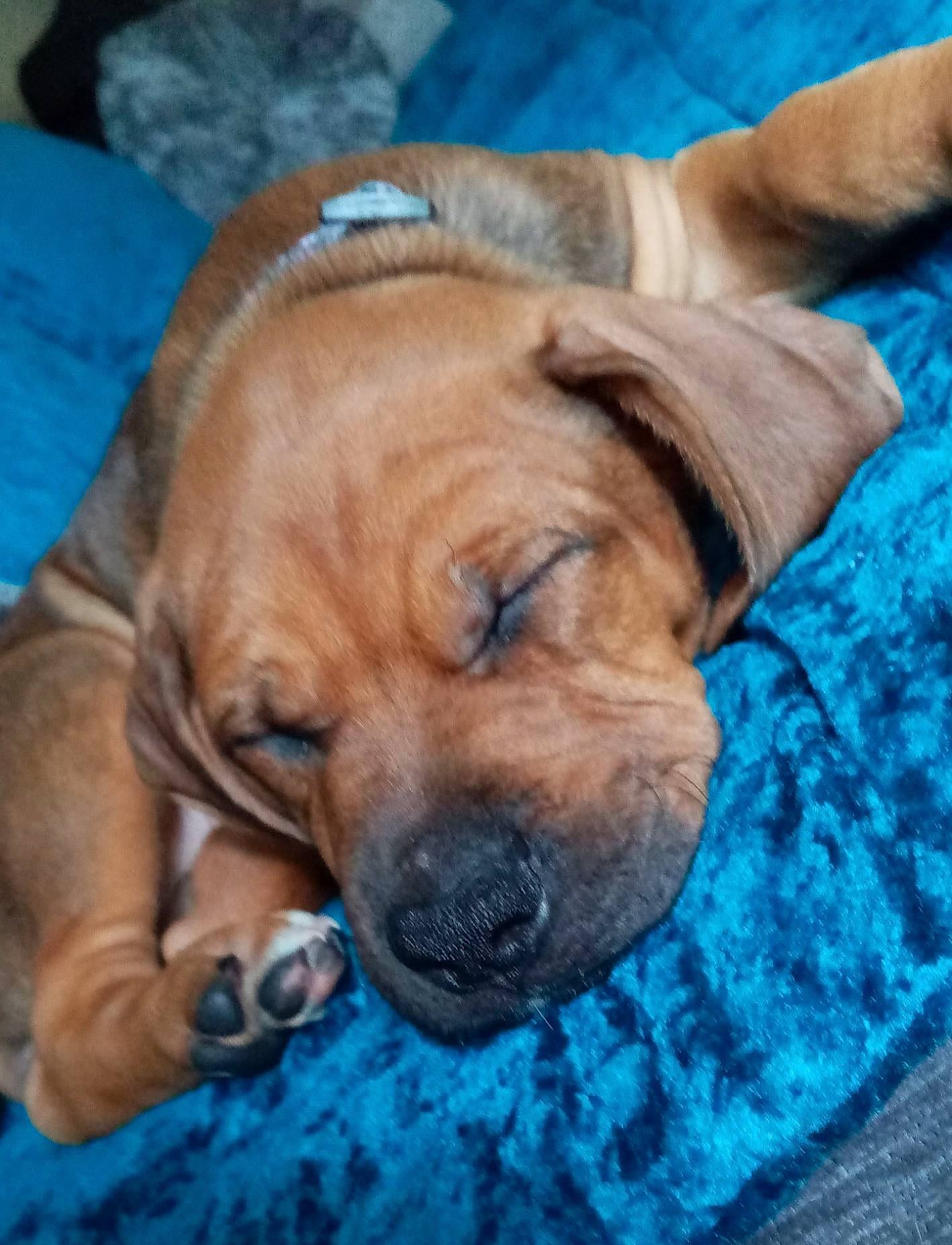 Kiara a rejoint le concours — aidez-le/la à gagner de superbes lots ! blue, canidae, carnivore, companion_dog, dog, dog_breed, dog_supply, electric_blue, fawn, fur, grass, guard_dog, liver, paw, snout, sporting_group, whiskers, working_animal, working_dog, wrinkle