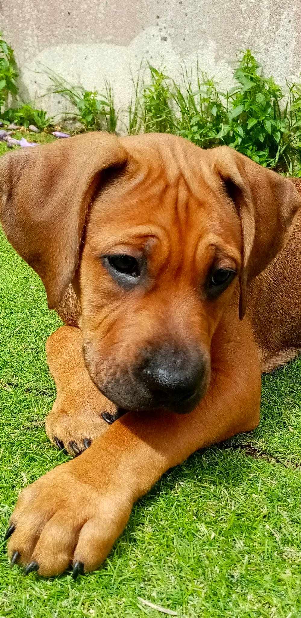 Kiara participe au concours pour gagner de l'argent avec cette photo : ancient_dog_breeds, canidae, carnivore, companion_dog, dog, dog_breed, fawn, grass, hunting_dog, liver, mammal, molosser, plant, snout, sporting_group, terrestrial_animal, whiskers, working_animal, working_dog